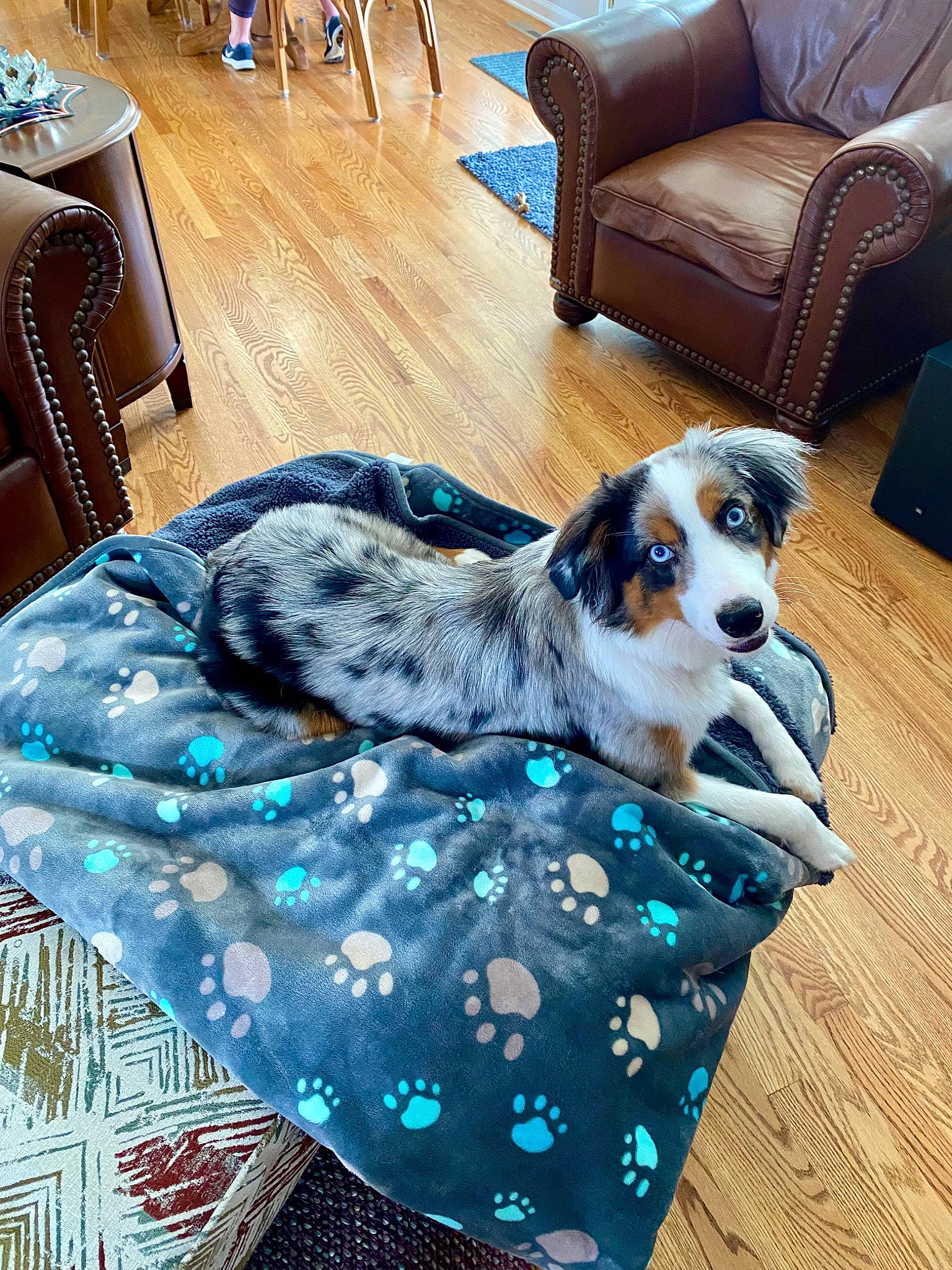 Katie joined the competition — help win amazing prizes! blue, carnivore, chair, comfort, companion_dog, couch, dog, dog_breed, dog_supply, electric_blue, flooring, fur, furniture, hardwood, living_room, sporting_group, sunglasses, toy_dog, wood, working_animal