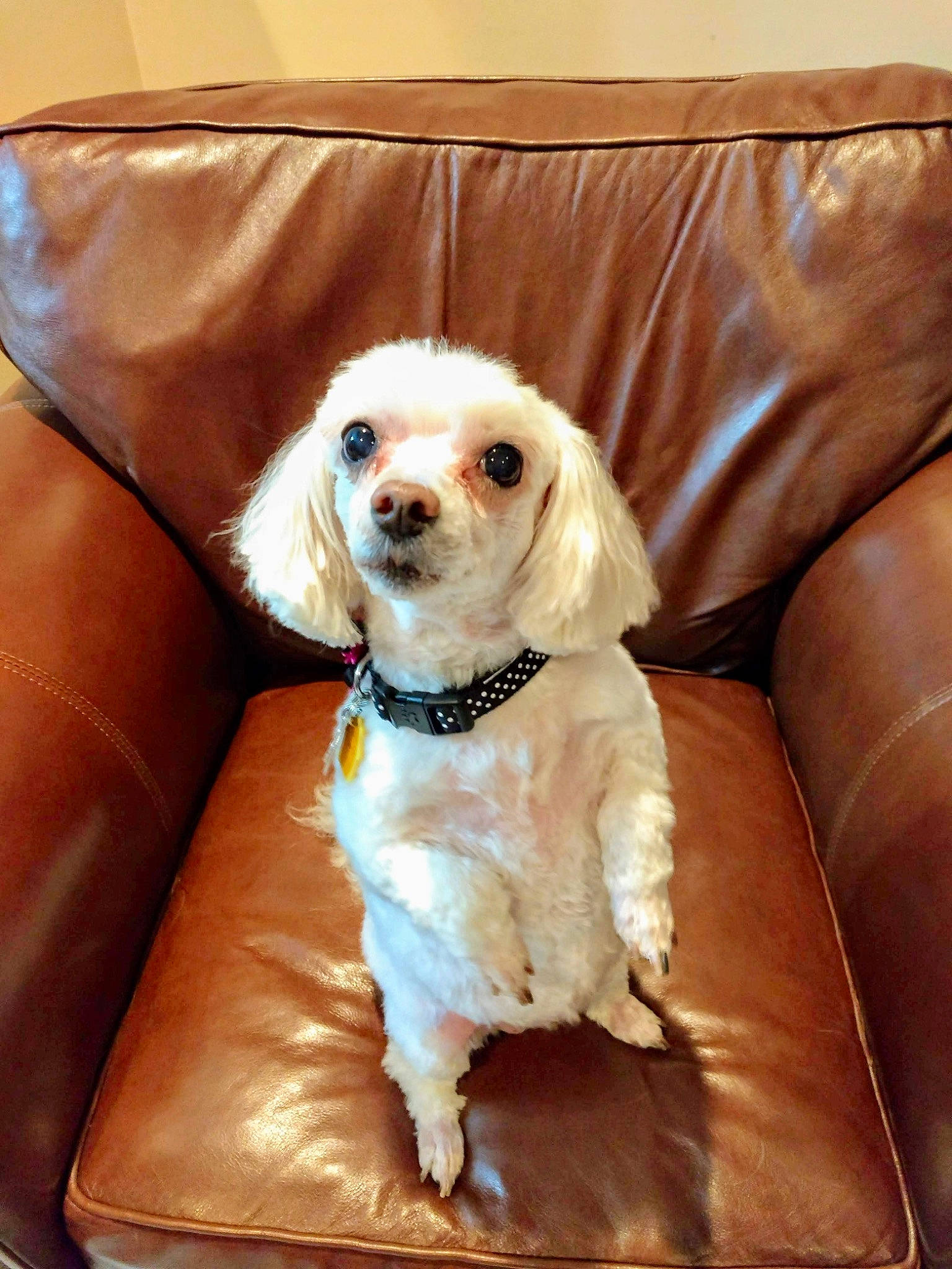 Holly Berry is registered to the contest to win money with this photo: canidae, carnivore, chair, collar, comfort, companion_dog, couch, dog, dog_breed, dog_collar, dog_supply, fawn, fur, gun_dog, liver, pet_supply, sporting_group, sunglasses, toy_dog, working_animal