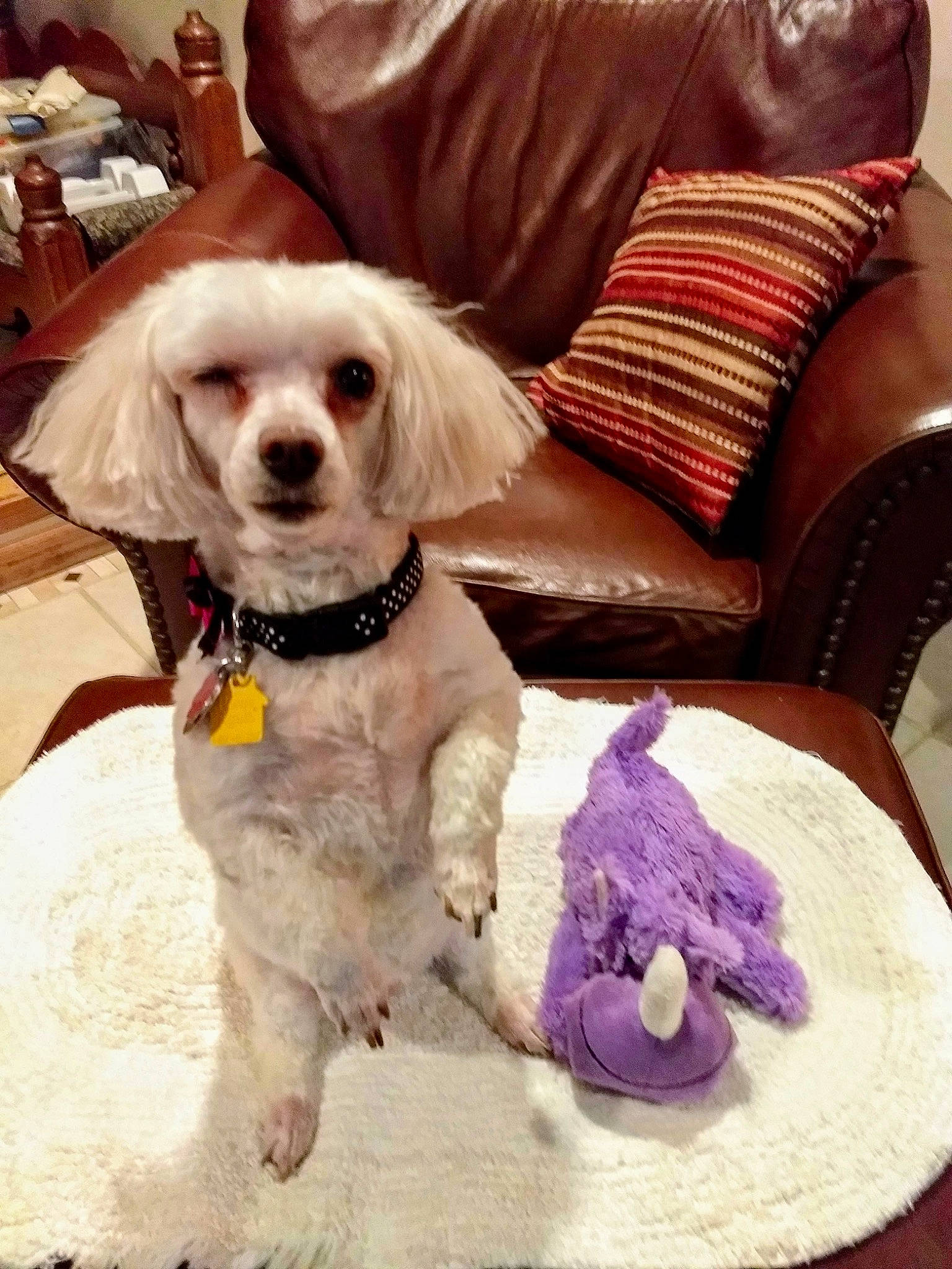 Holly Berry joined the competition — help win amazing prizes! carnivore, collar, comfort, companion_dog, dog, dog_breed, dog_clothes, dog_collar, dog_supply, eyewear, fashion_accessory, fawn, fur, liver, pet_supply, snout, sunglasses, toy_dog, water_dog, working_animal