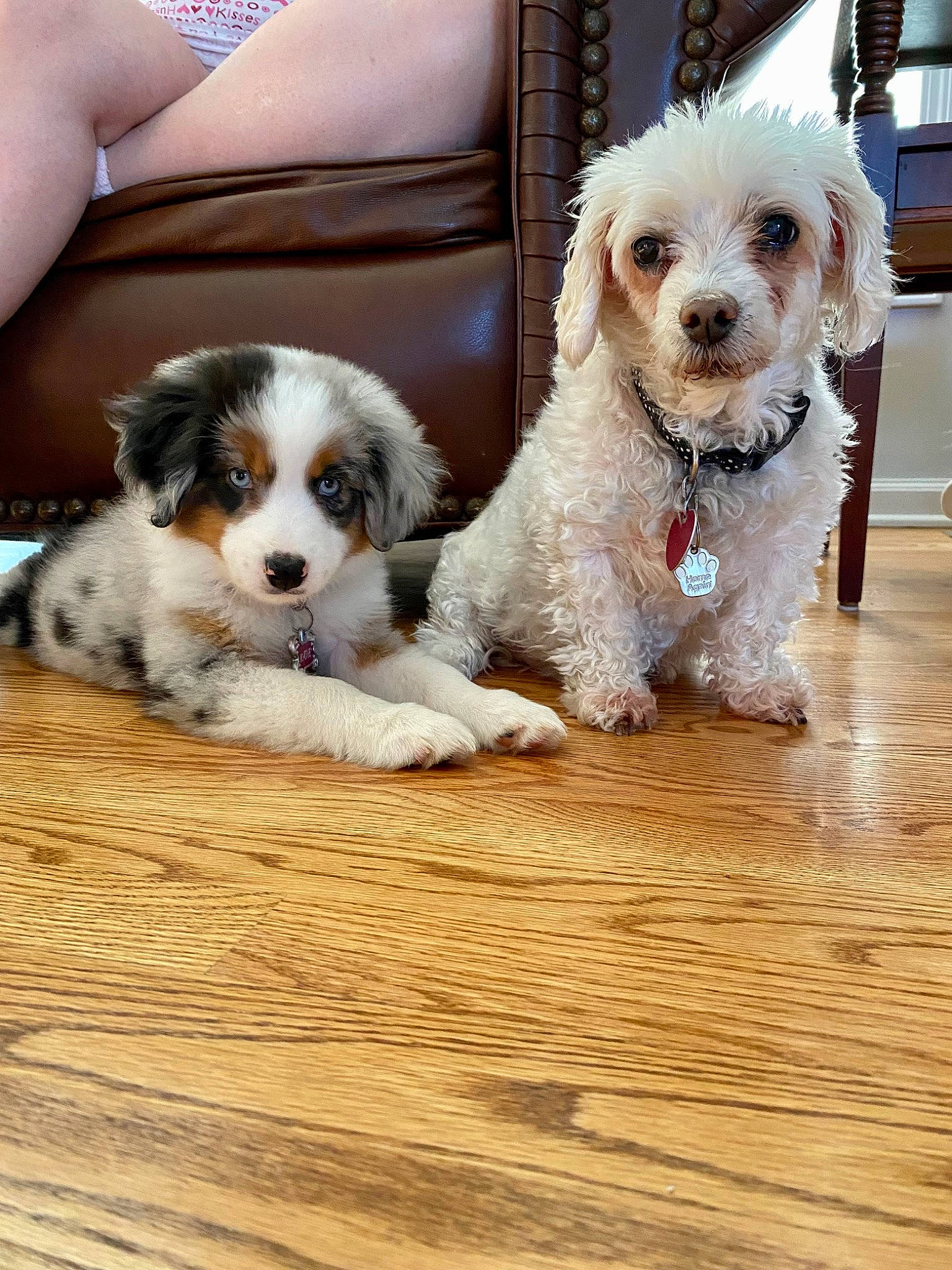 Holly Berry is registered to the contest to win money with this photo: canidae, carnivore, chair, companion_dog, couch, dog, dog_breed, dog_collar, dog_supply, eyewear, flooring, glasses, hardwood, snout, sporting_group, terrier, toy_dog, wood, wood_flooring, working_animal