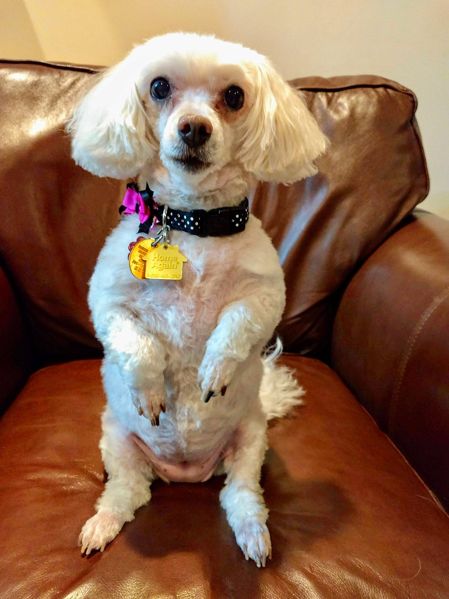 Holly Berry is registered to the contest to win money with this photo: canidae, carnivore, collar, companion_dog, dog, dog_breed, dog_collar, dog_supply, fawn, fur, glasses, gun_dog, liver, pet_supply, snout, sporting_group, sunglasses, toy_dog, water_dog, working_animal