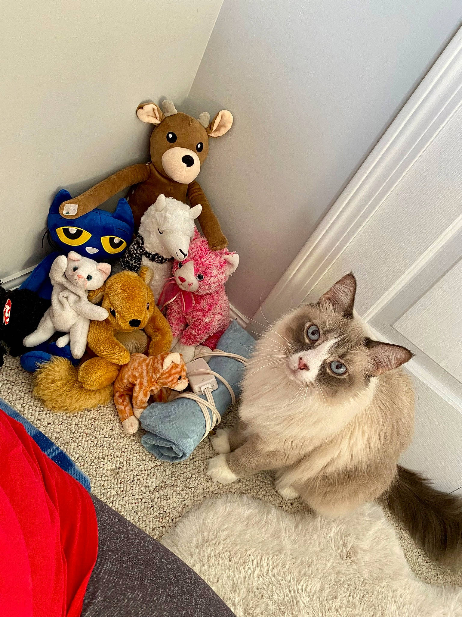 Sebastian joined the competition — help win amazing prizes! baby_toys, birman, cat, companion_dog, fawn, felidae, fur, mammal, paw, plush, room, shelf, siamese, small_to_medium_sized_cats, stuffed_toy, tail, teddy_bear, toy, toy_dog, whiskers