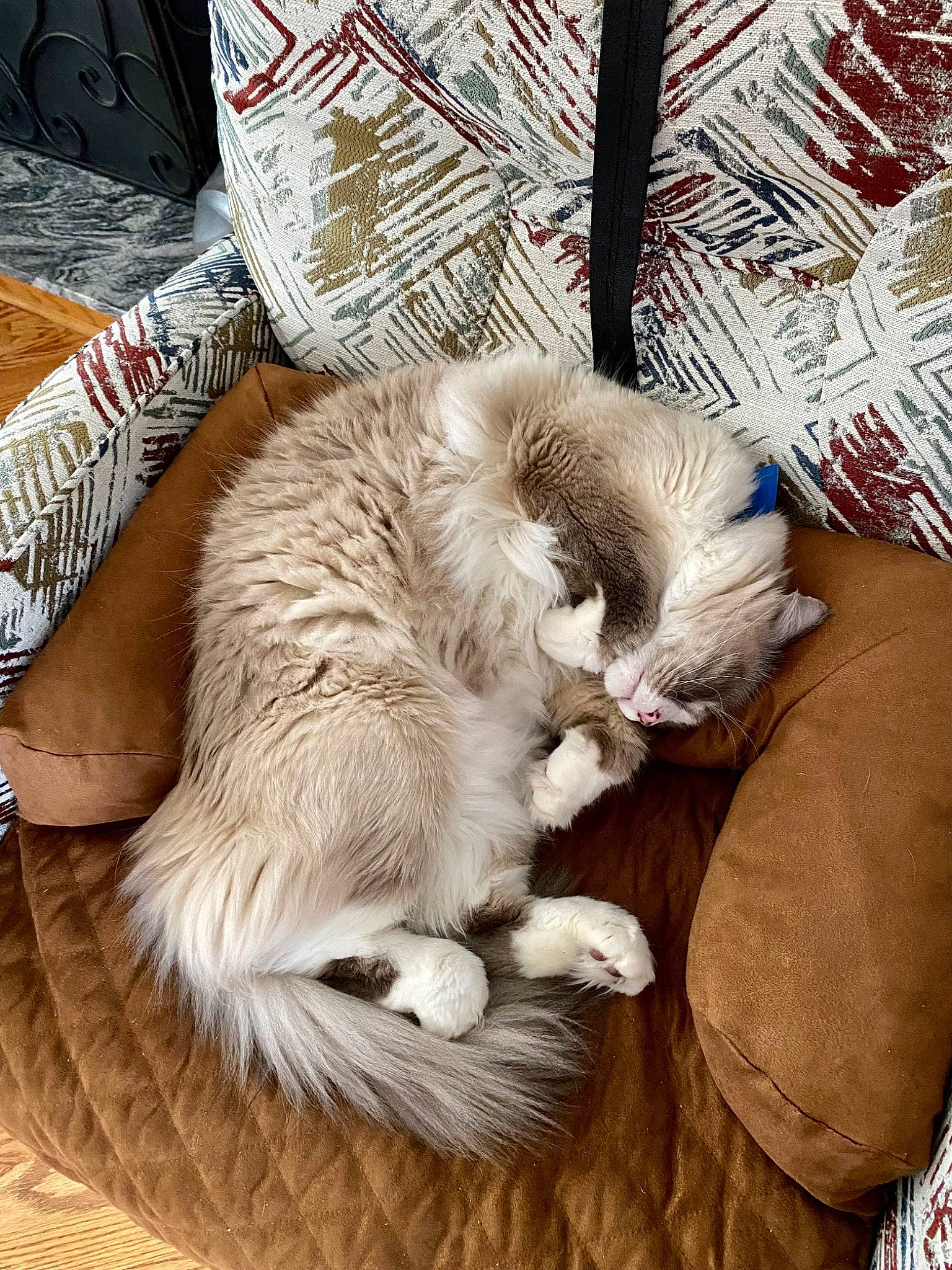 Sebastian joined the competition — help win amazing prizes! carnivore, cat, claw, comfort, companion_dog, domestic_short_haired_cat, fawn, felidae, fur, nap, paw, sleep, small_to_medium_sized_cats, tail, whiskers, wood