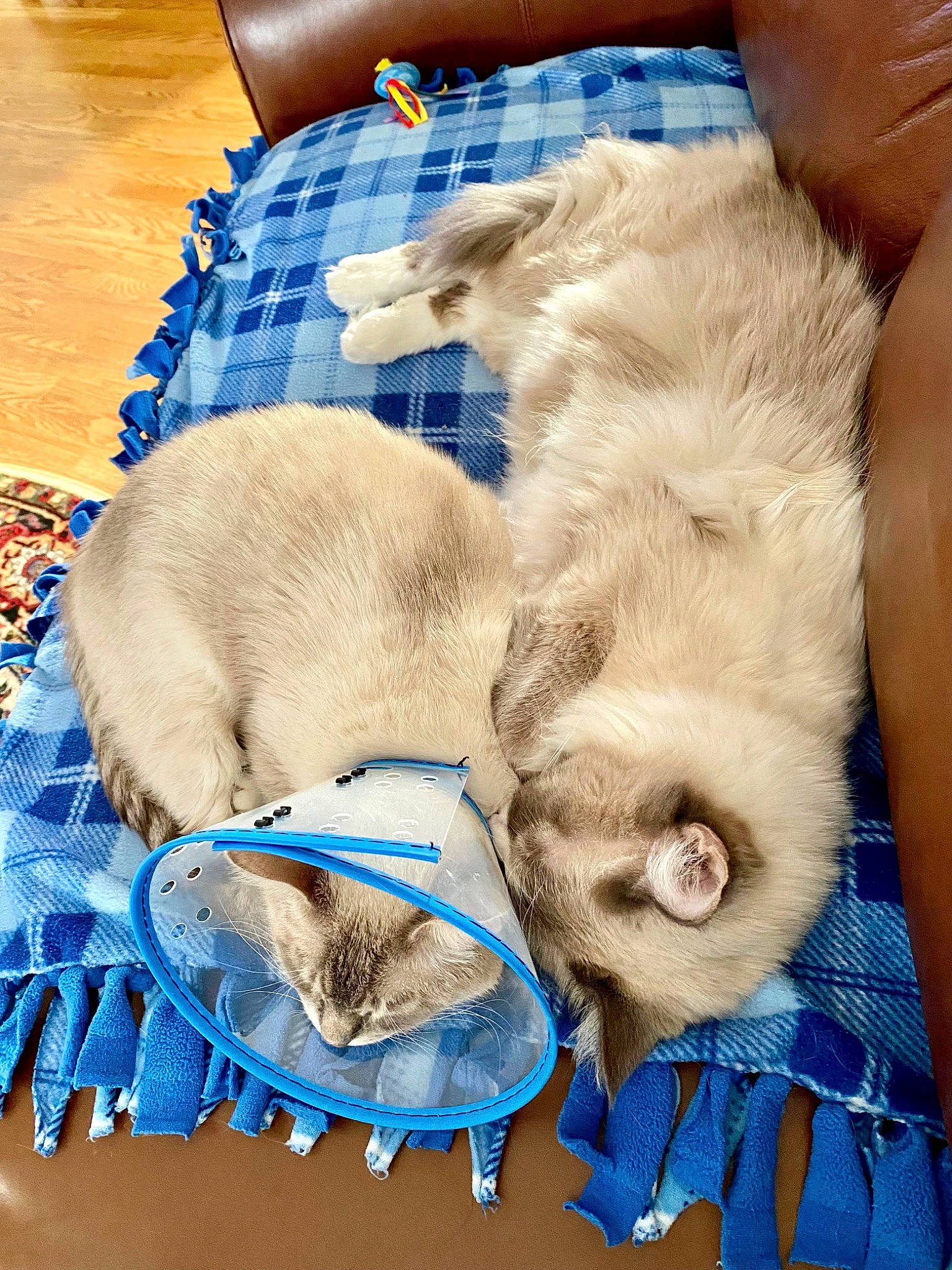 Sebastian joined the competition — help win amazing prizes! blue, canidae, carnivore, cat, claw, comfort, companion_dog, dog_breed, domestic_short_haired_cat, electric_blue, fawn, felidae, fur, nap, paw, small_to_medium_sized_cats, snout, sporting_group, tail, whiskers