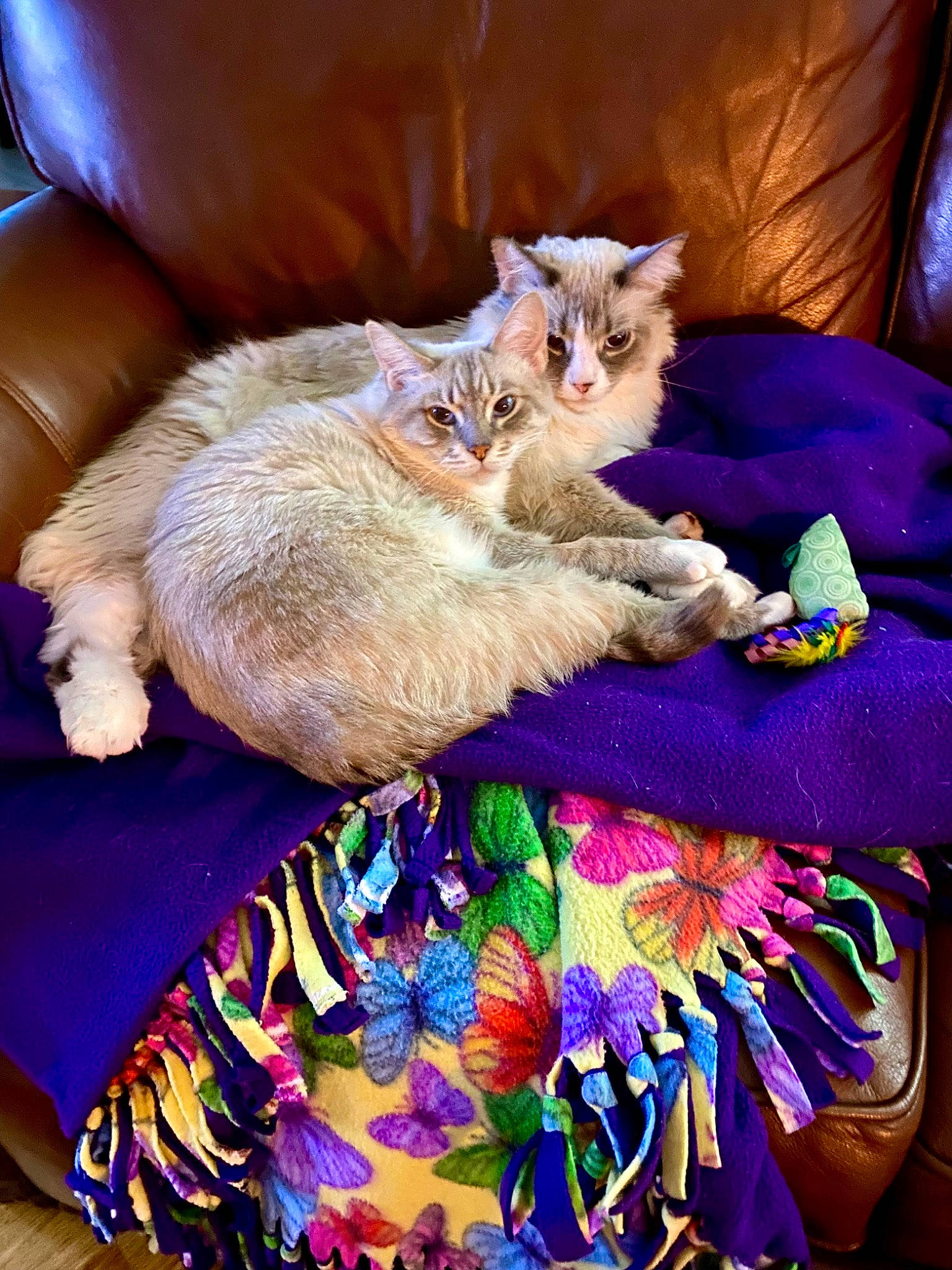 Sebastian is registered to the contest to win money with this photo: bed, blanket, carnivore, cat, claw, comfort, domestic_short_haired_cat, fawn, felidae, fur, linens, magenta, nap, paw, purple, sleep, small_to_medium_sized_cats, tail, whiskers