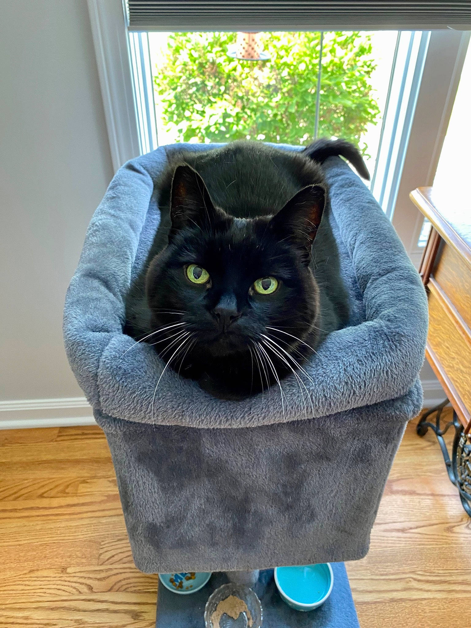 Midnight is registered to the contest to win money with this photo: black_cat, box, carnivore, cat, domestic_short_haired_cat, felidae, flooring, fur, grass, grey, hardwood, pet_supply, plant, sitting, small_to_medium_sized_cats, snout, tail, whiskers, window, wood