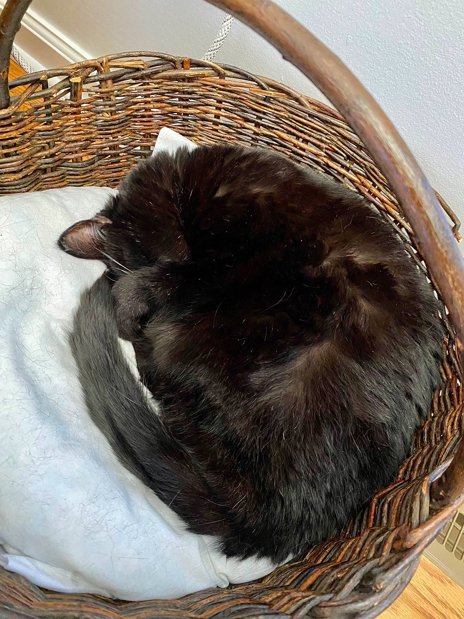 Midnight is registered to the contest to win money with this photo: basket, carnivore, cat, cat_bed, cat_supply, comfort, fawn, felidae, fur, linens, liver, nap, small_to_medium_sized_cats, tail, terrestrial_animal, whiskers, wicker, wildlife, wood, wool