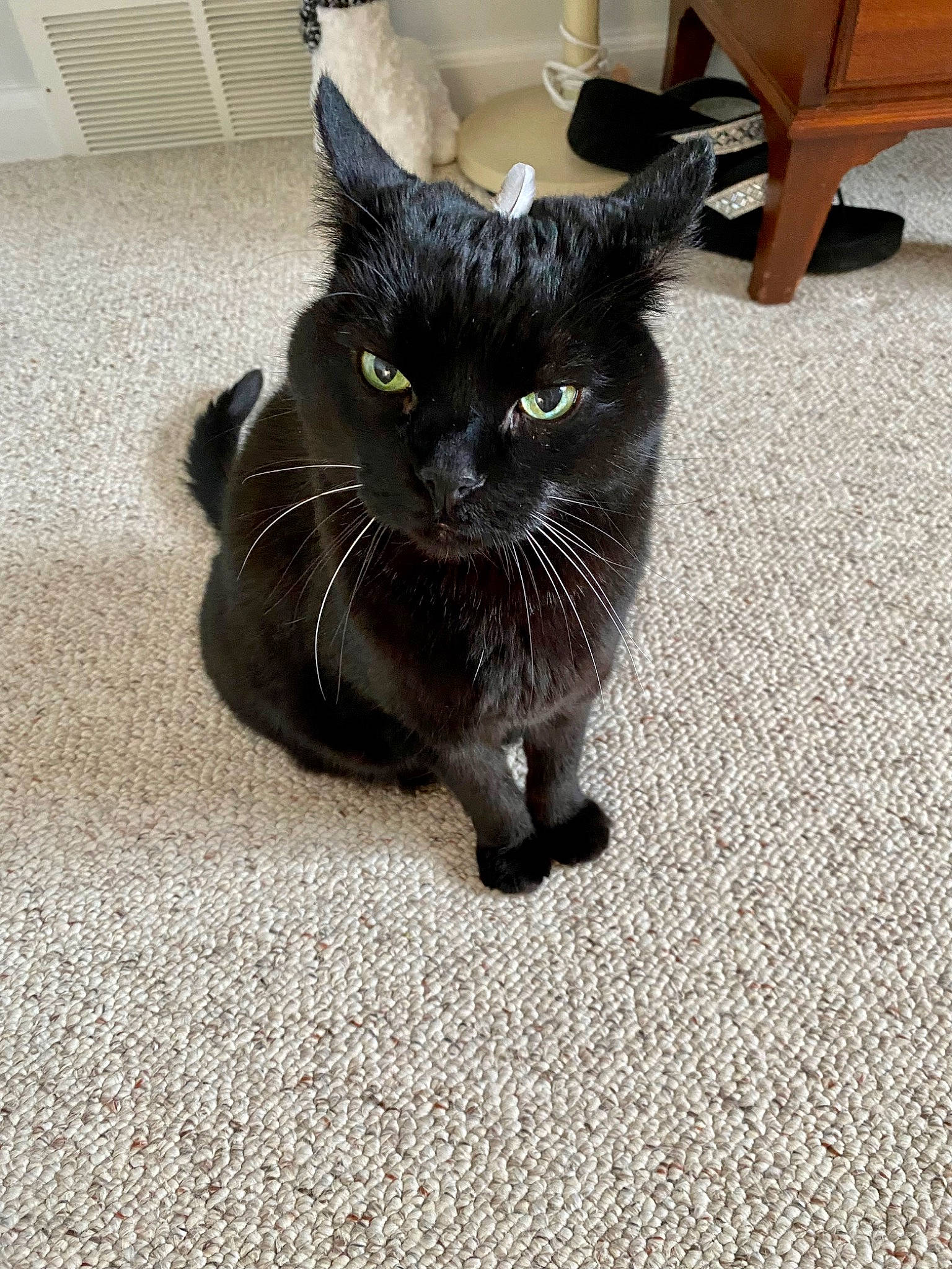 Midnight is registered to the contest to win money with this photo: black_cat, bombay, carnivore, cat, claw, comfort, domestic_short_haired_cat, felidae, floor, flooring, foot, fur, grey, human_leg, paw, small_to_medium_sized_cats, snout, tail, terrestrial_animal, whiskers