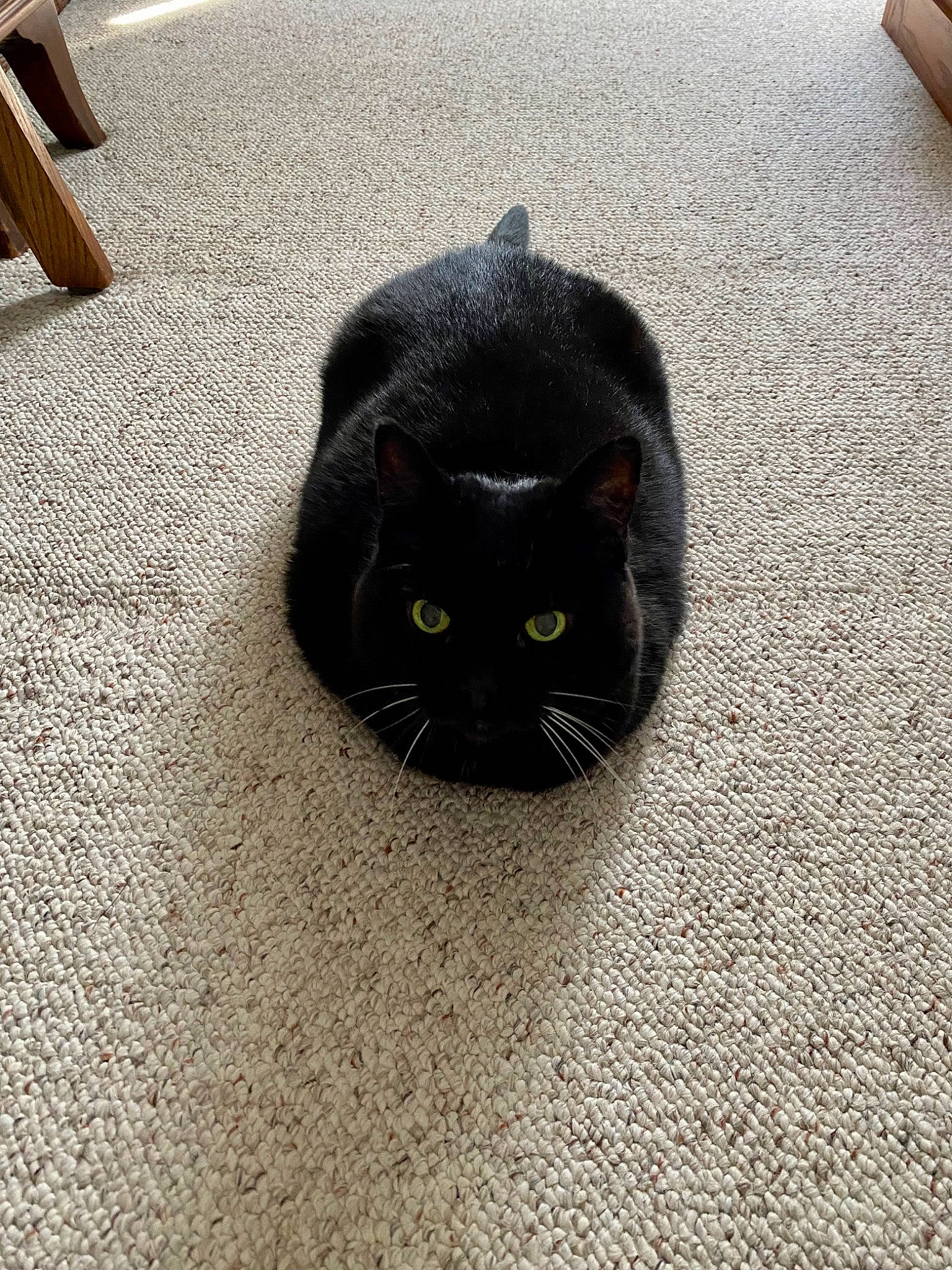 Midnight joined the competition — help win amazing prizes! asphalt, automotive_tire, black_cat, bombay, carnivore, cat, domestic_short_haired_cat, felidae, floor, flooring, fur, grass, grey, paw, road_surface, small_to_medium_sized_cats, snout, tail, terrestrial_animal, whiskers