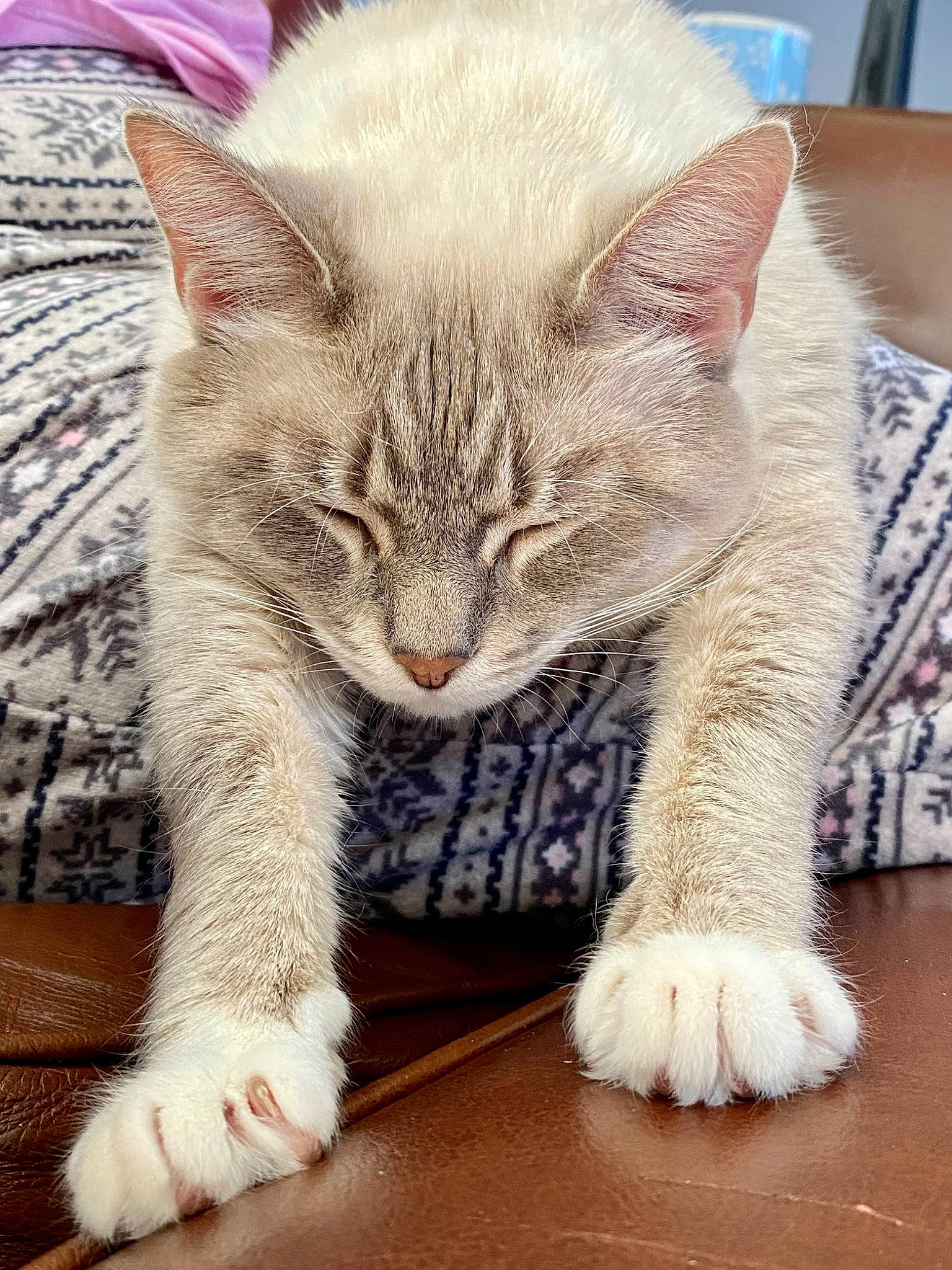 Pearl joined the competition — help win amazing prizes! carnivore, cat, claw, comfort, fang, felidae, fur, paw, small_to_medium_sized_cats, snout, terrestrial_animal, whiskers