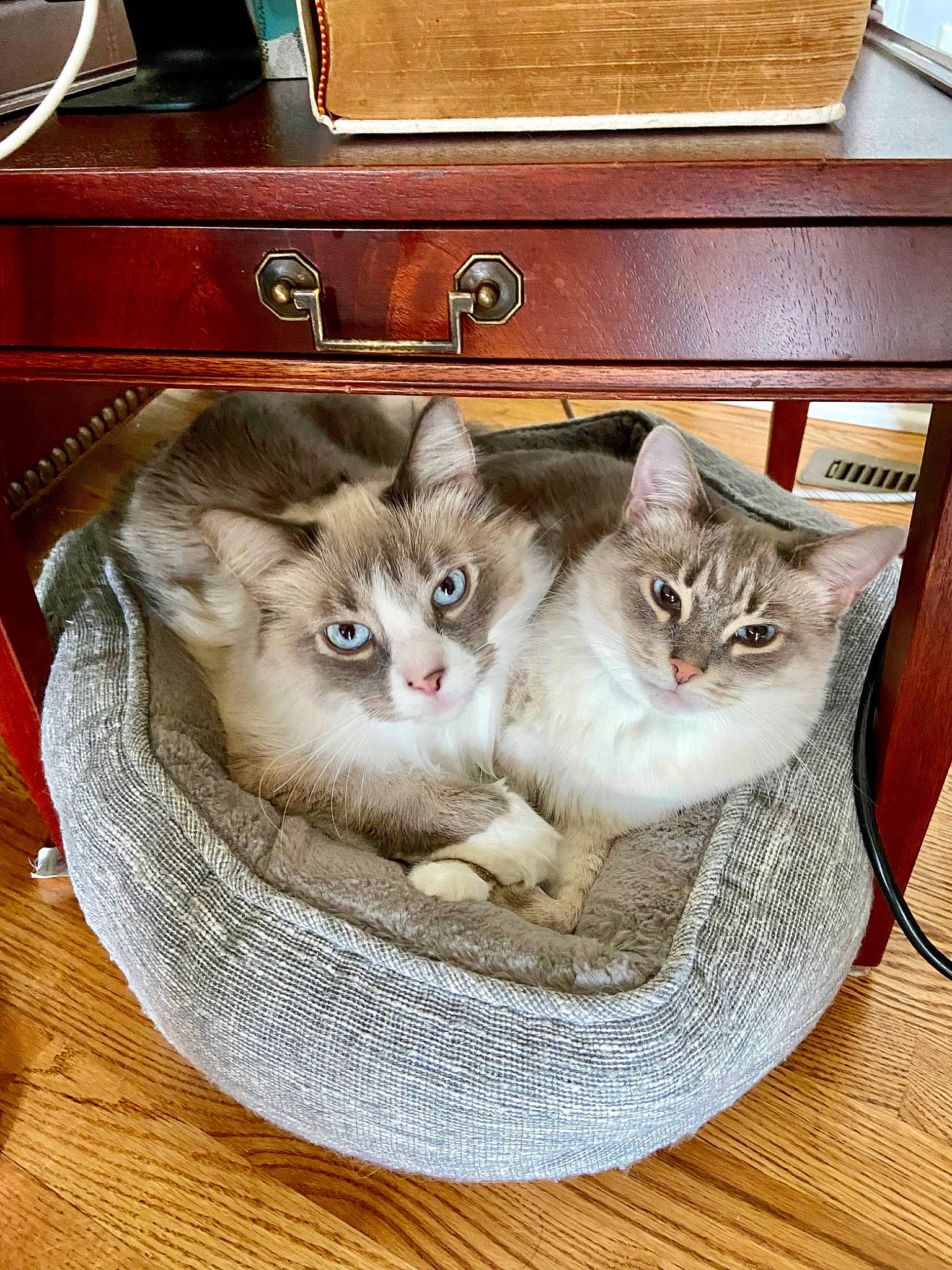 Pearl is registered to the contest to win money with this photo: basket, box, carnivore, cat, cat_supply, comfort, couch, domestic_short_haired_cat, drawer, fawn, felidae, fur, grey, hardwood, paw, photo_caption, small_to_medium_sized_cats, vehicle_registration_plate, whiskers, wood