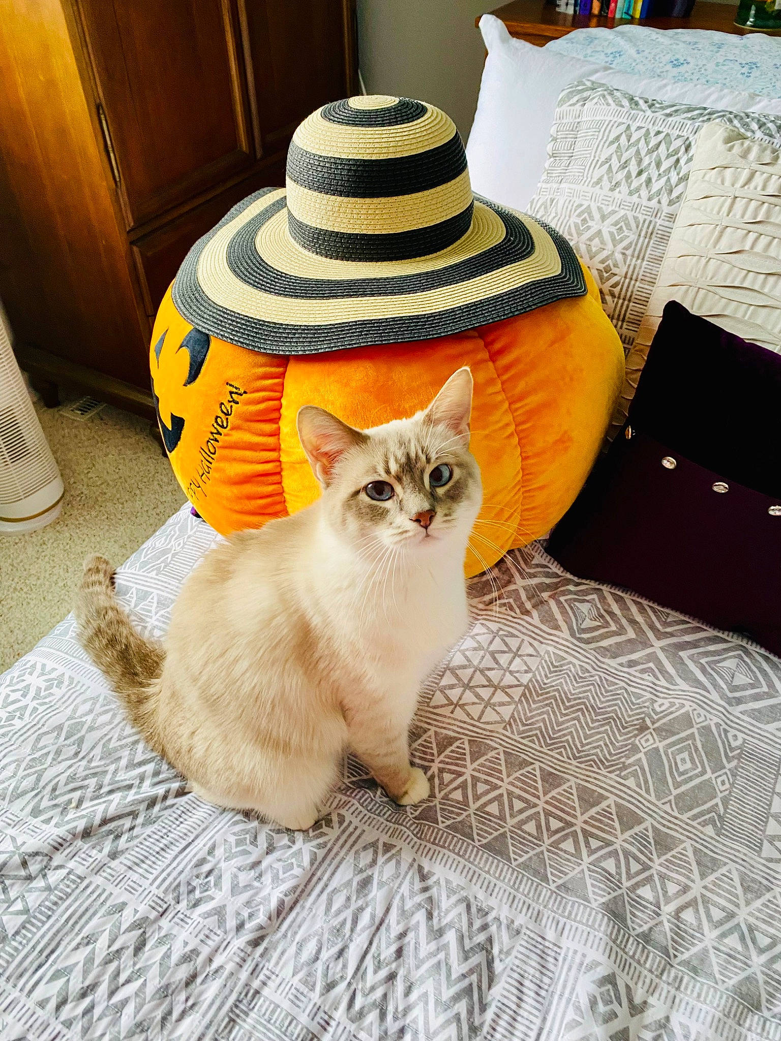 Pearl joined the competition — help win amazing prizes! carnivore, cat, claw, comfort, domestic_short_haired_cat, fawn, felidae, flooring, fur, grey, hardwood, hat, linens, paw, plant, sitting, small_to_medium_sized_cats, tail, whiskers, wood