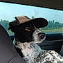 animal, black_and_white, calm, canine, cap, car, dog, domestic_animal, front_seat, fur, greenery, looking, nature, outdoor, pet, portrait, side_view, sitting, vehicle, window