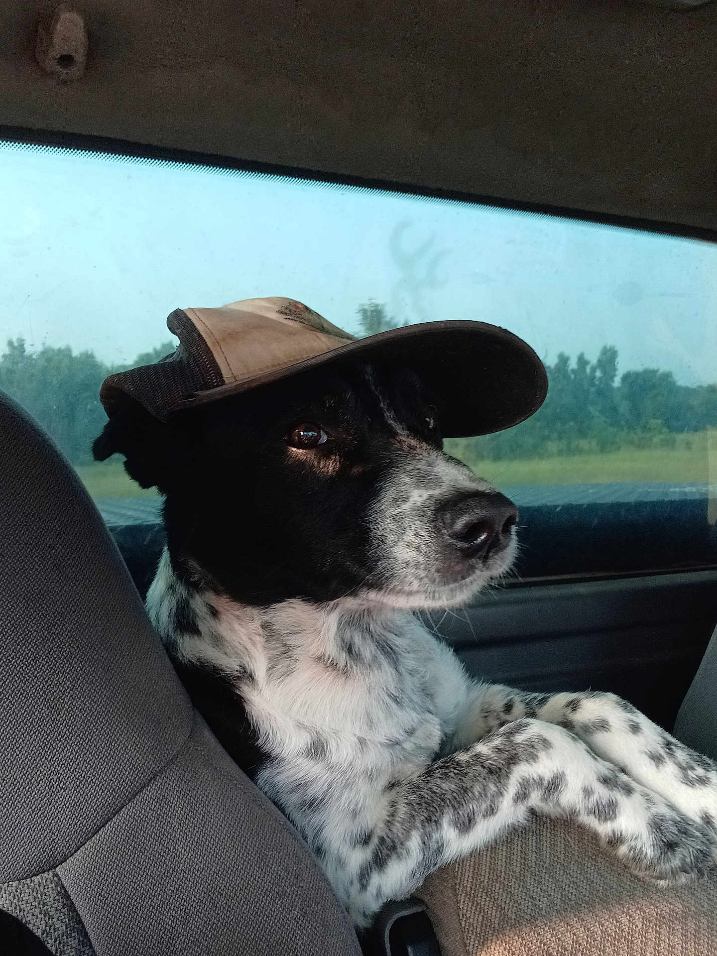 Hank Sepulvado joined the competition — help win amazing prizes! animal, black_and_white, calm, canine, cap, car, dog, domestic_animal, front_seat, fur, greenery, looking, nature, outdoor, pet, portrait, side_view, sitting, vehicle, window