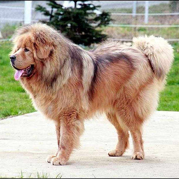 F'SOUM PA KHYI DES L