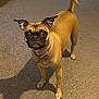 Penny is registered to the contest to win money with this photo: dog, small_dog, pet, indoor, carpet, toy, alert, tail, ears, collar, brown_fur, floor, tile, playful, animal, canine, cute, looking, standing, companion