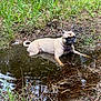 dog, muddy_water, puddle, grass, outdoor, nature, canine, animal, pet, mud, earth, wet, relaxing, summer, brown, curled_tail, ears, collar, ground, forest_floor
