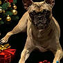 dog, french_bulldog, christmas, christmas_tree, christmas_baubles, gift_box, red_gift, gold_ribbon, holiday, festive, pet, animal, portrait, black_background, decorations, pine_branches, red_baubles, gold_baubles, cute, indoor
