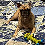 dog, toy, bed, quilt, floral, patchwork, indoor, furniture, brown_dog, pet, animal, lying_down, bedroom, wooden_drawer, paw, ears, face, looking_at_camera, relaxed, playful
