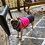 Penny joined the competition — help win amazing prizes! dog, pug, jacket, pink_clothing, outdoor, porch, rug, dry_leaves, wooden_floor, chair, table, garden_gnome, mushroom_decor, plant_pot, tail, pet, animal, daylight, fence, curious