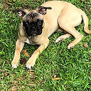 Penny is registered to the contest to win money with this photo: dog, pug, puppy, grass, outdoor, animal, pet, lying_down, brown, black_face, ears, eyes, legs, tail, nature, cute, curious, young, fur, canine