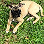 dog, pug, puppy, grass, outdoor, animal, pet, lying_down, brown, black_face, ears, eyes, legs, tail, nature, cute, curious, young, fur, canine