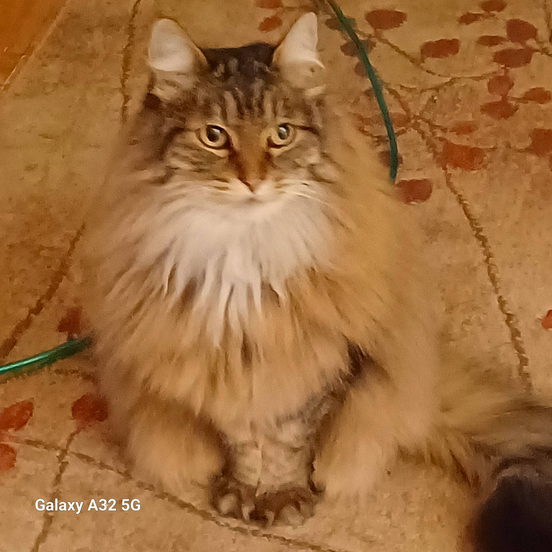 abyssinian, accessories, angora, animal, cat, hardwood, kitten, leash, manx, pet, siamese, strap, wood