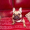 Kiki participe au concours pour gagner de l'argent avec cette photo : animal, blanket, canine, cozy, cute, decor, dog, ears, french_bulldog, fur, home, indoor, living_room, looking_up, pet, red_couch, red_scarf, seated, small_dog, snout