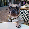 Kiki a rejoint le concours — aidez-le/la à gagner de superbes lots ! animal, cafe, chair, child, close_up, curious, daytime, dog, french_bulldog, leash, outdoor, pavement, paw, people, pet, portrait, scooter, street, table, urban