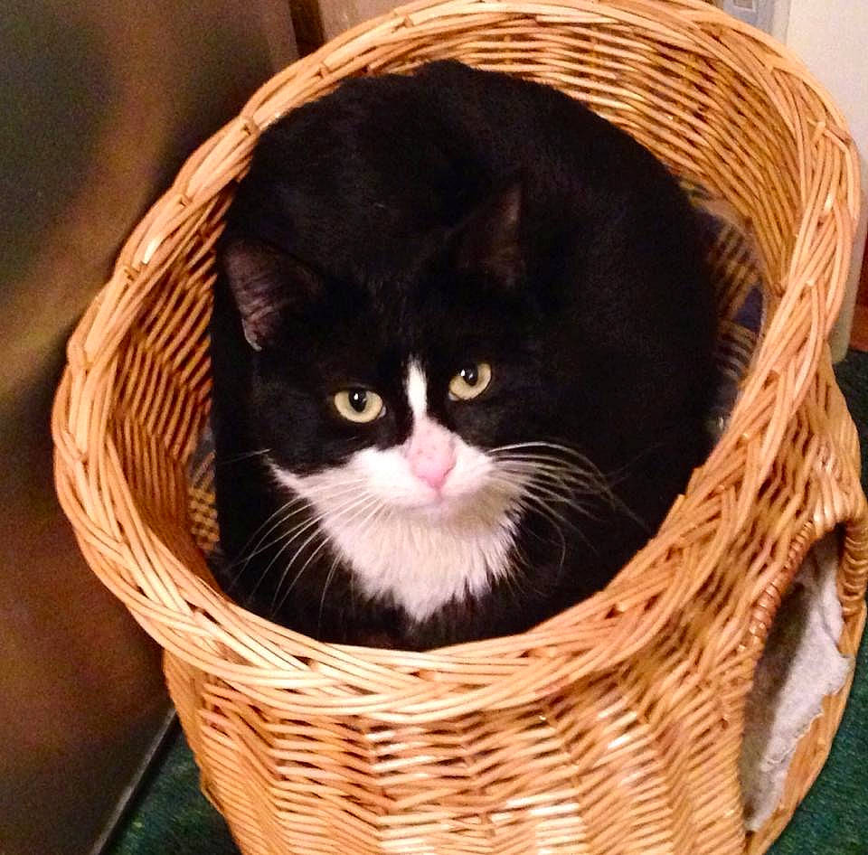 Magic joined the competition — help win amazing prizes! basket, carnivore, cat, cat_bed, domestic_short_haired_cat, european_shorthair, felidae, home_accessories, kitten, norwegian_forest_cat, small_to_medium_sized_cats, storage_basket, whiskers, wicker