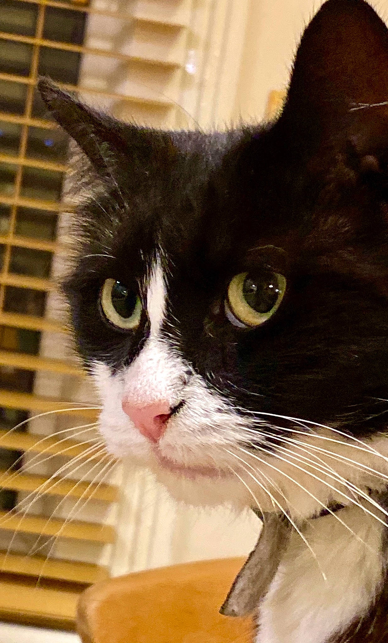 Magic joined the competition — help win amazing prizes! black_cat, carnivore, cat, domestic_short_haired_cat, eye, felidae, fur, kitten, nose, polydactyl_cat, small_to_medium_sized_cats, snout, whiskers