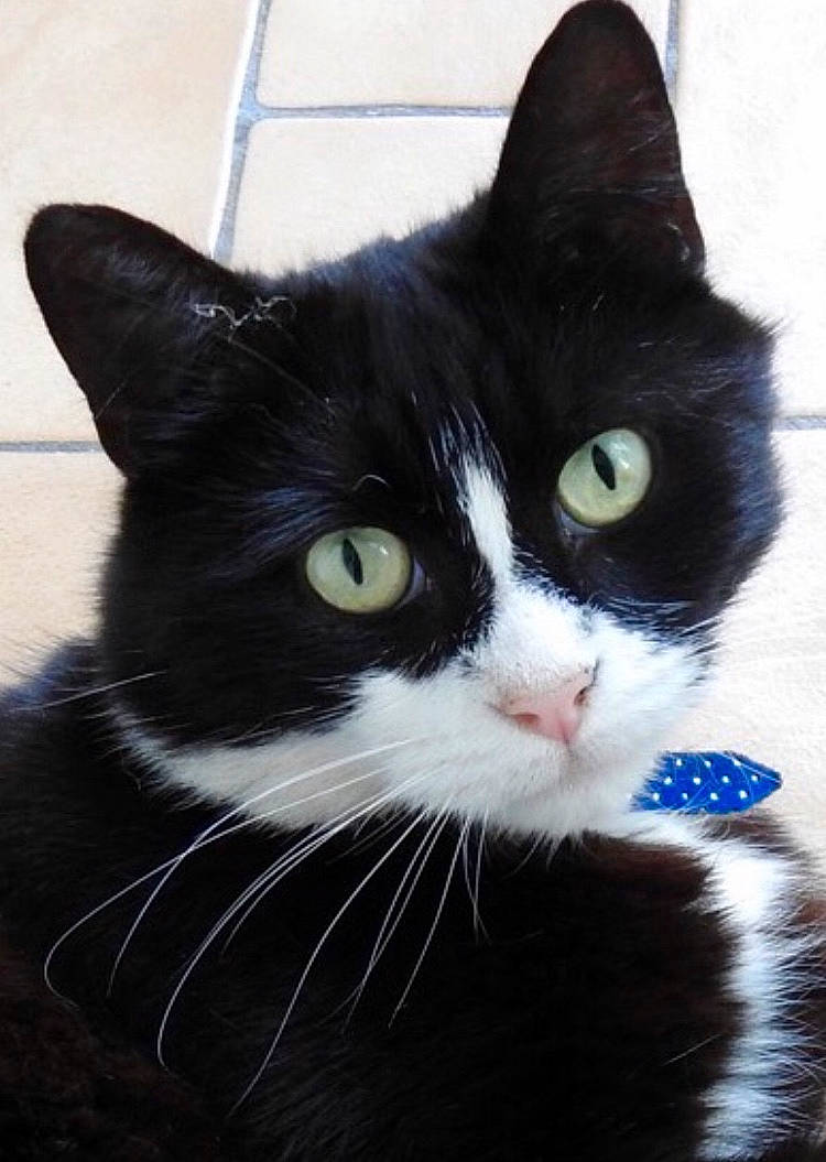 Magic joined the competition — help win amazing prizes! american_wirehair, black, black_and_white, black_cat, carnivore, cat, domestic_short_haired_cat, european_shorthair, eye, felidae, fur, kitten, mammal, norwegian_forest_cat, polydactyl_cat, small_to_medium_sized_cats, snout, whiskers