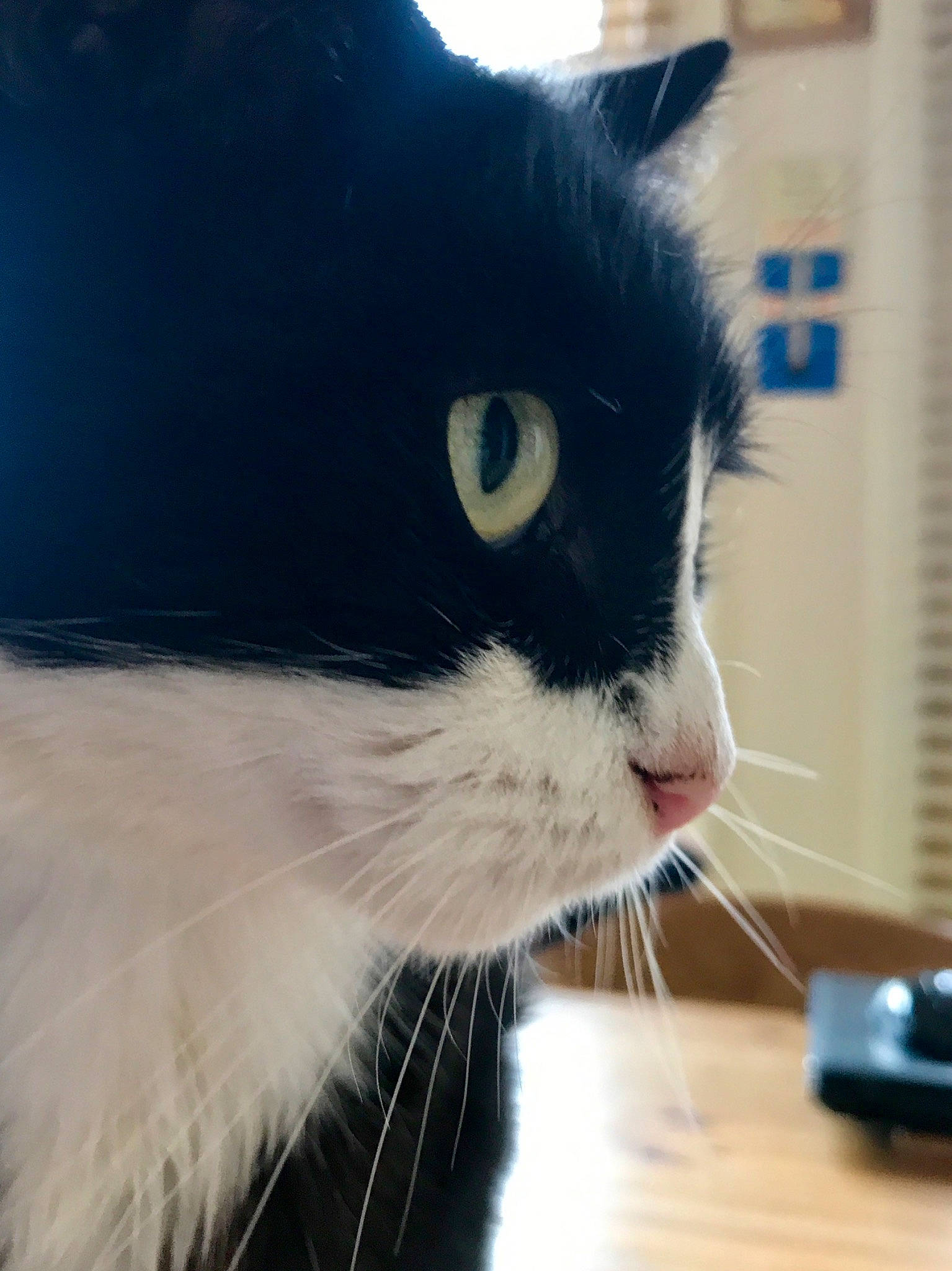 Magic joined the competition — help win amazing prizes! black_and_white, black_cat, carnivore, cat, domestic_long_haired_cat, domestic_short_haired_cat, ear, eye, felidae, fur, kitten, mammal, nose, polydactyl_cat, small_to_medium_sized_cats, snout, whiskers, window