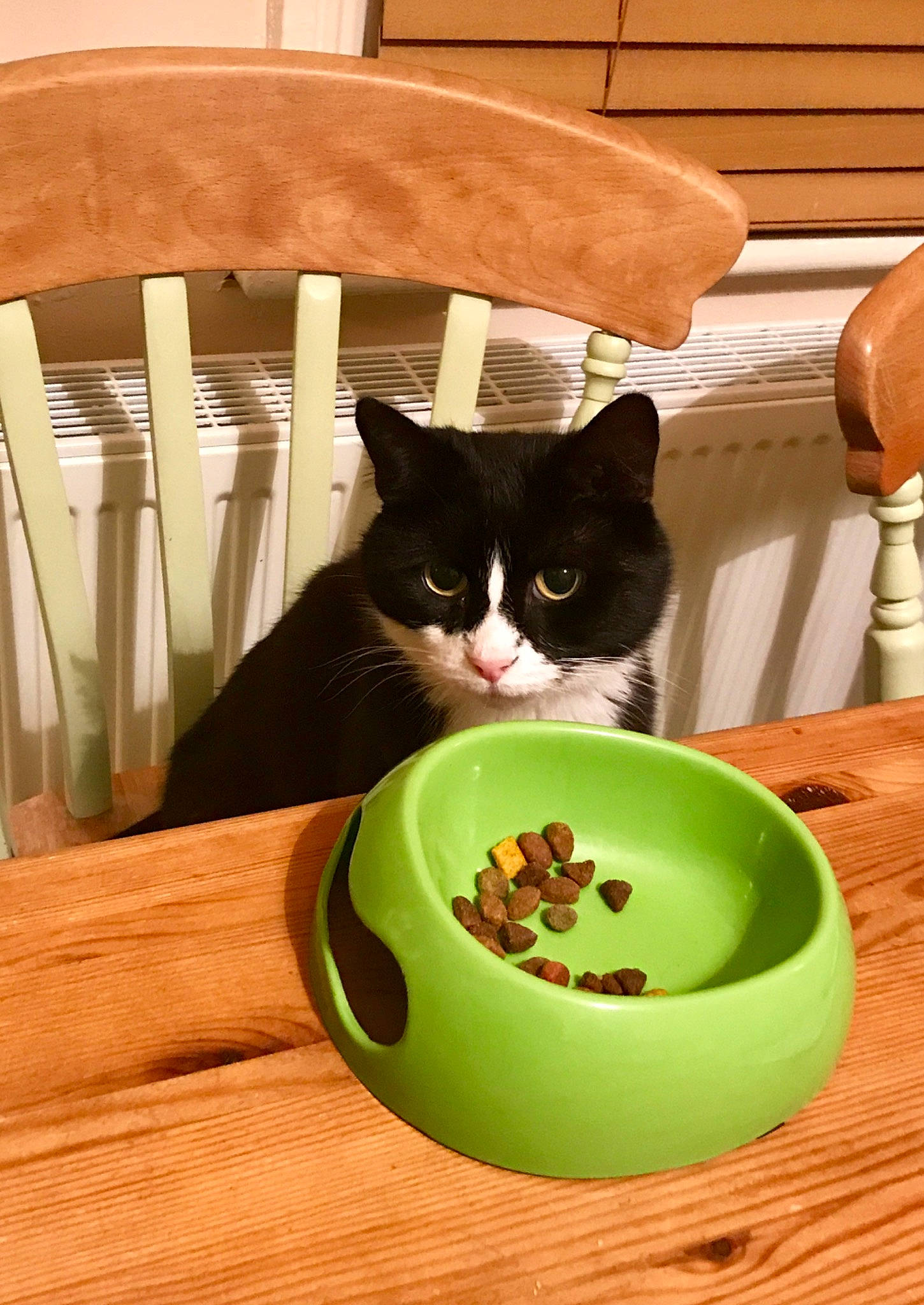 Magic is registered to the contest to win money with this photo: black_cat, bowl, carnivore, cat, cat_food, cat_supply, domestic_short_haired_cat, european_shorthair, felidae, kitten, pet_food, play, small_to_medium_sized_cats, table, whiskers