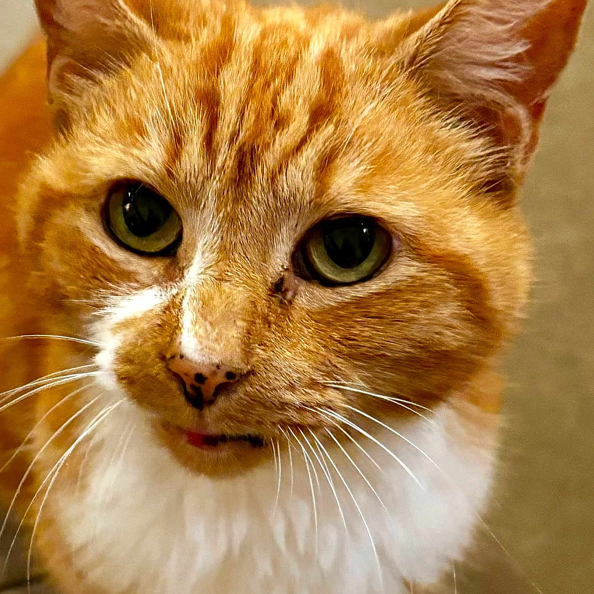 Macy is registered to the contest to win money with this photo: abyssinian, accessories, angora, animal, cat, hardwood, kitten, leash, manx, pet, siamese, snout, strap, wood