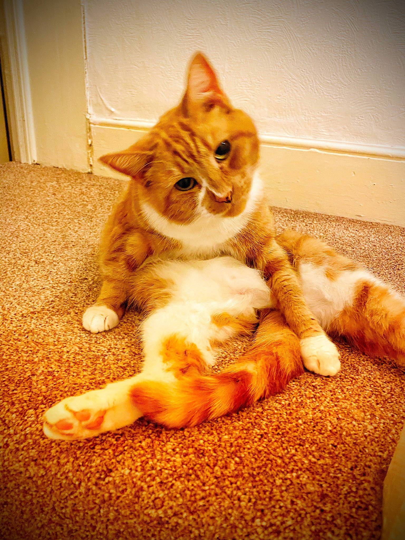 Macy is registered to the contest to win money with this photo: aegean_cat, american_shorthair, american_wirehair, asian, carnivore, cat, claw, domestic_short_haired_cat, ear, european_shorthair, fawn, felidae, fur, kitten, paw, polydactyl_cat, small_to_medium_sized_cats, tabby_cat, tail, whiskers