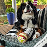 dog, cushion, striped, ball, outdoor, greenery, plant, blue_pot, wooden_deck, pet, tricolor, playful, relaxed, porch, furniture, animal, summer, sunlight, tongue_out, canine