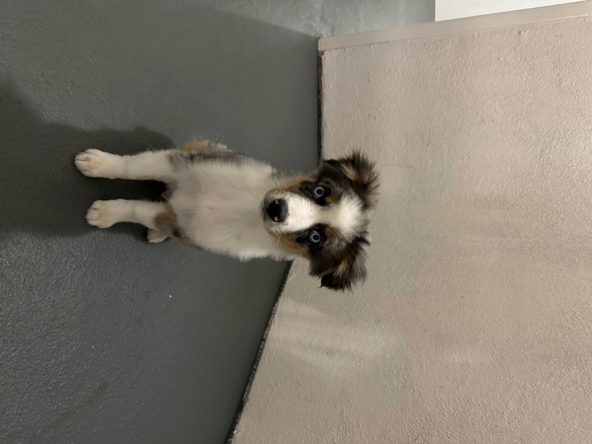 Nico joined the competition — help win amazing prizes! canidae, carnivore, cat, claw, comfort, companion_dog, dog_breed, domestic_short_haired_cat, fawn, felidae, flooring, fur, hardwood, paw, small_to_medium_sized_cats, snout, sporting_group, tail, toy_dog, whiskers