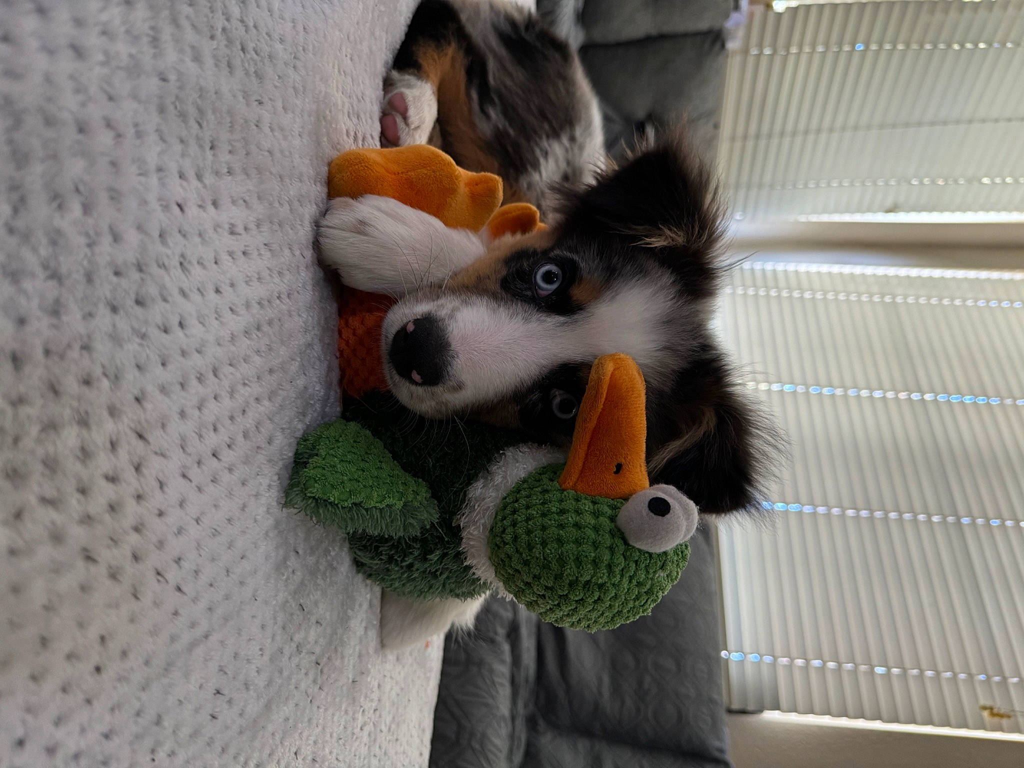 Nico is registered to the contest to win money with this photo: baby_toys, canidae, carnivore, companion_dog, dog, dog_breed, dog_supply, dog_toy, fur, herding_dog, paw, plush, shetland_sheepdog, sporting_group, stuffed_toy, tail, textile, toy, toy_dog, whiskers