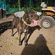 Magnum is registered to the contest to win money with this photo: animal, atv, black_dog, canine, collar, dirt_ground, dog, forest, happy, leaf, night, outdoor, panting, pet, plant, shadow, tongue_out, trees, vehicle, wheel