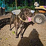 animal, atv, black_dog, canine, collar, dirt_ground, dog, forest, happy, leaf, night, outdoor, panting, pet, plant, shadow, tongue_out, trees, vehicle, wheel