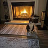 cat, fireplace, fire, rug, indoor, cozy, wood_floor, scratching_post, fireplace_tools, bucket, home, warm_light, tabby_cat, pet, quiet, sitting, decor, furniture, flooring, relaxation