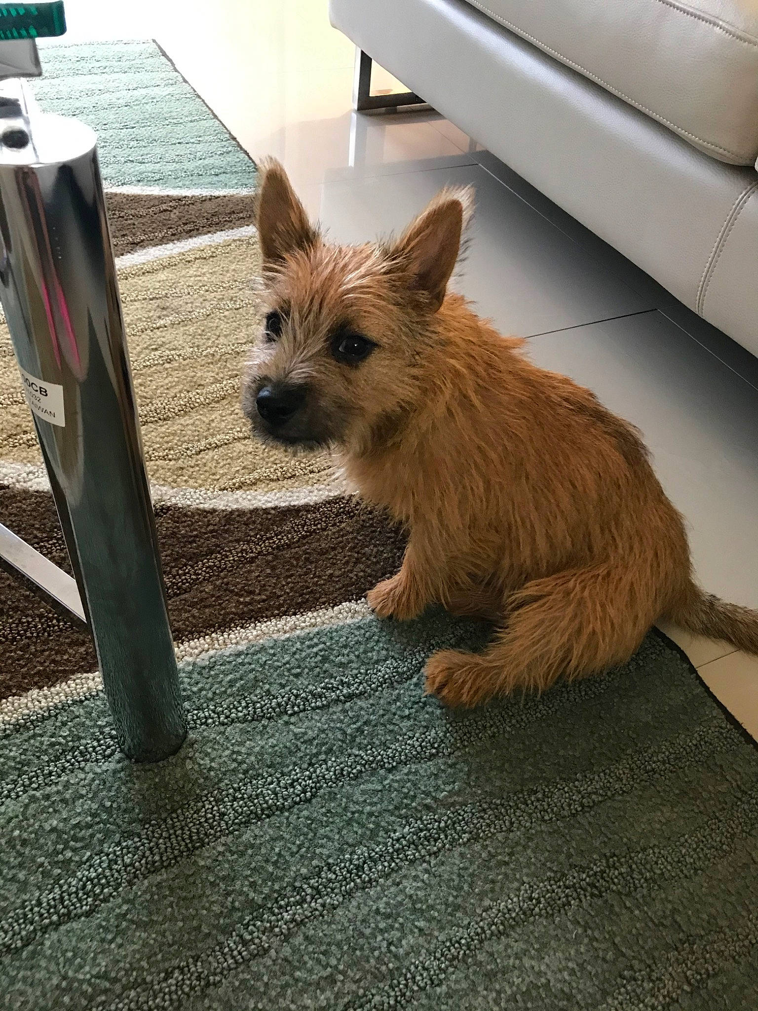 Pollux a rejoint le concours — aidez-le/la à gagner de superbes lots ! australian_terrier, cairn_terrier, canidae, carnivore, companion_dog, dog, dog_breed, fawn, glen_of_imaal_terrier, mammal, norfolk_terrier, norwich_terrier, portuguese_podengo, rare_breed_dog, small_terrier, terrier, vertebrate