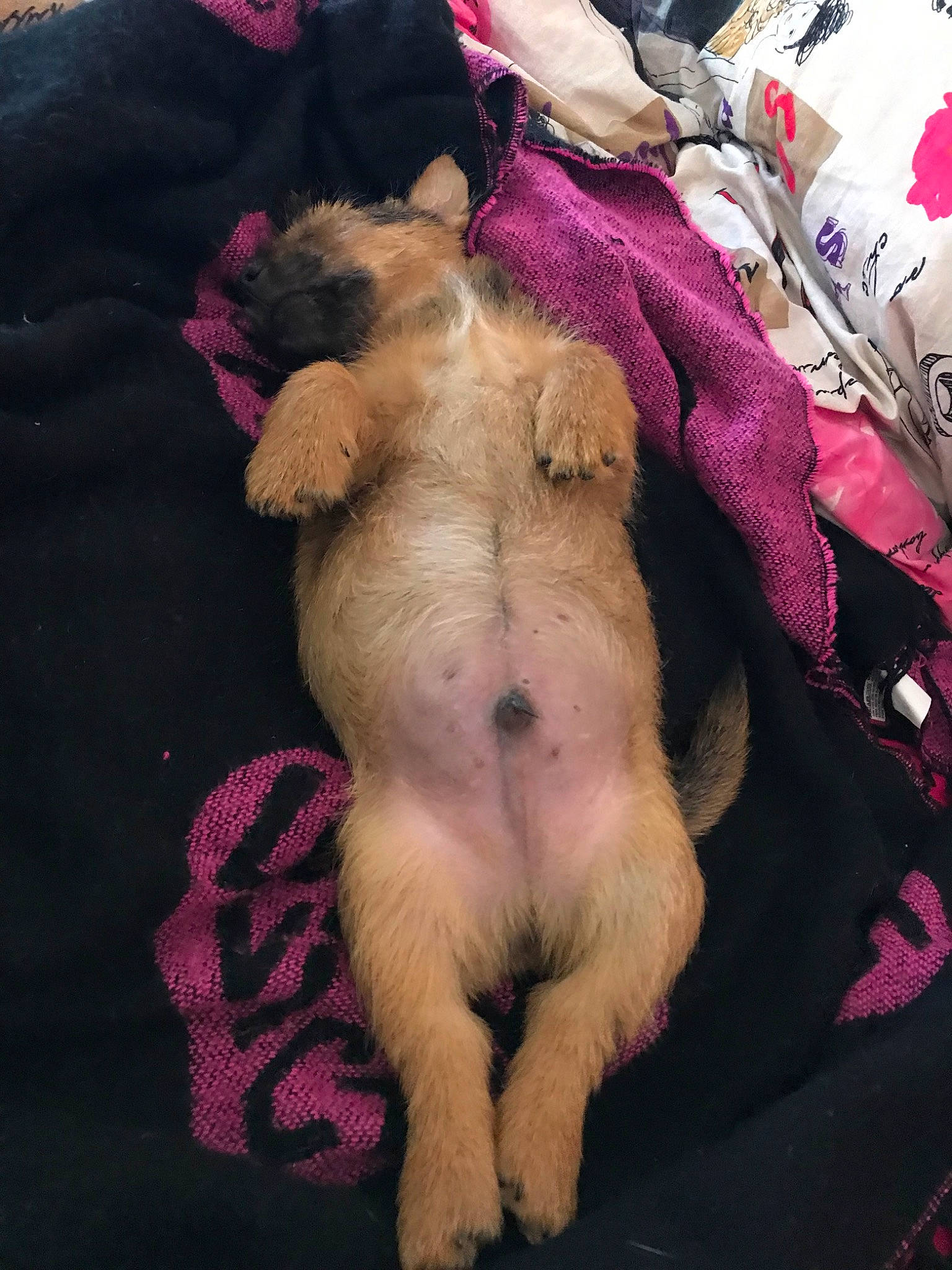 Pollux participe au concours pour gagner de l'argent avec cette photo : border_terrier, canidae, carnivore, companion_dog, dog, dog_breed, fawn, mammal, non_sporting_group, paw, pink, puppy, puppy_love, shih_tzu, sporting_group, terrier, toy_dog