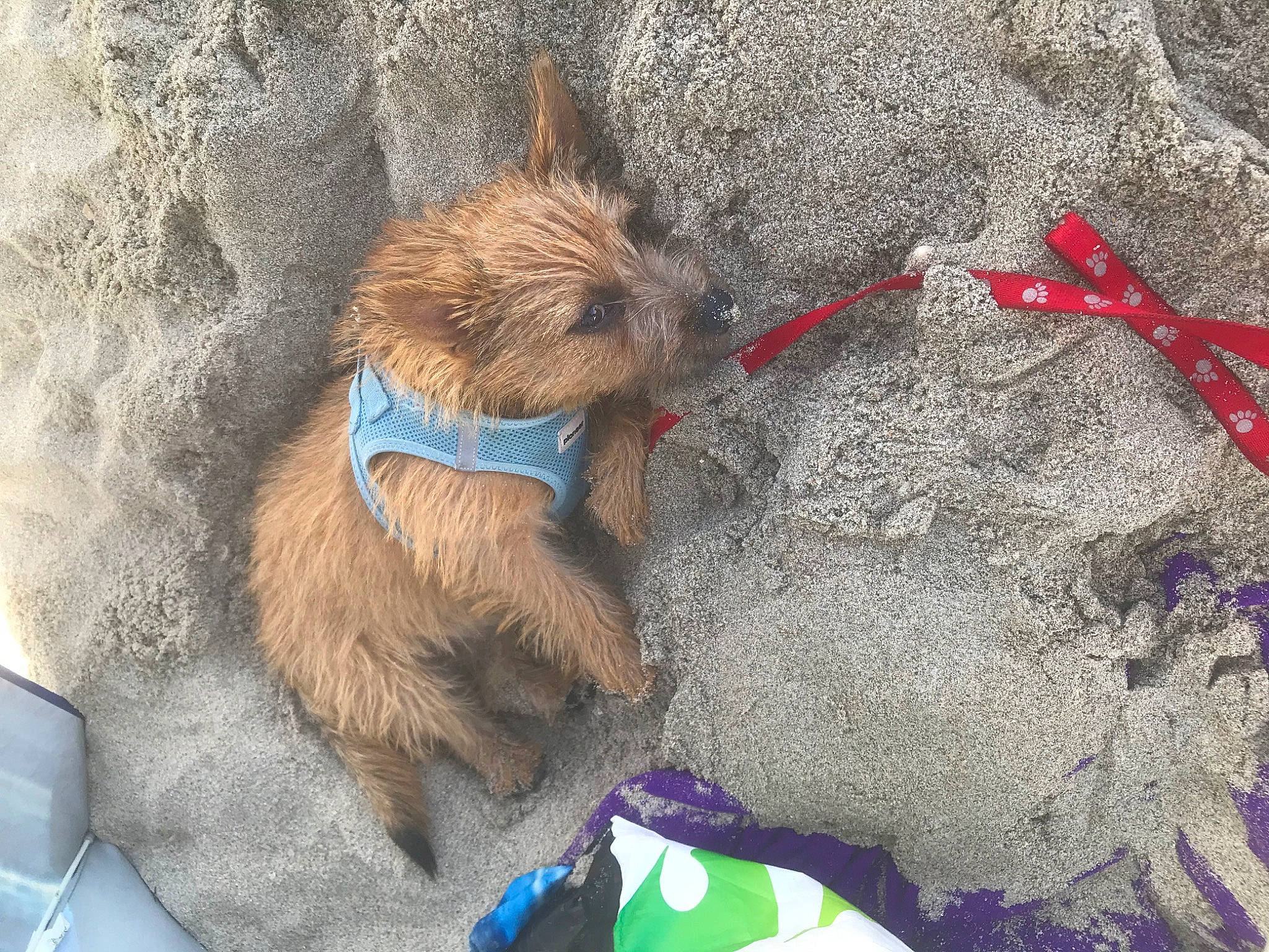 Pollux participe au concours pour gagner de l'argent avec cette photo : australian_terrier, cairn_terrier, canidae, carnivore, dog, dog_breed, norwich_terrier, terrier