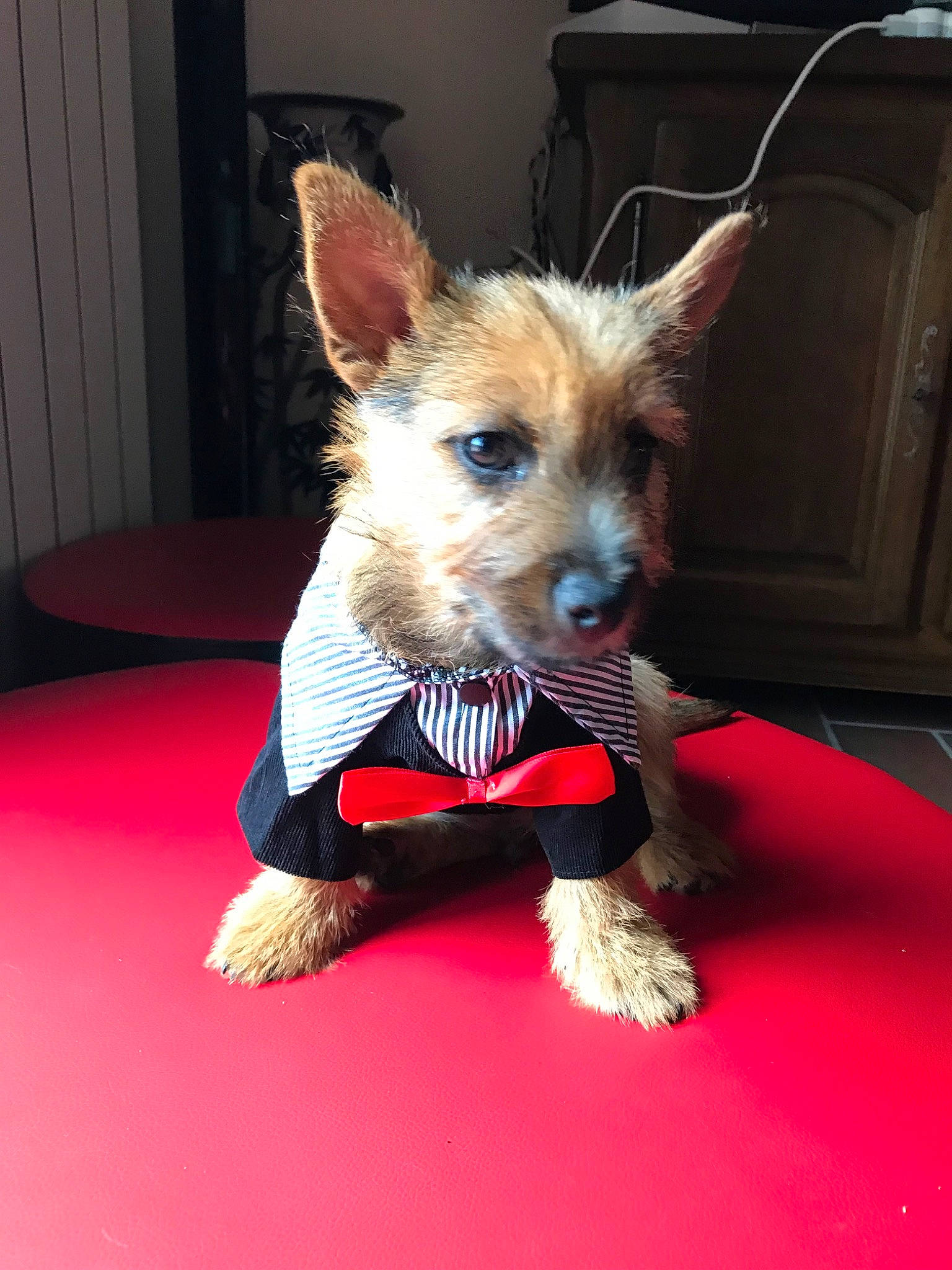 Pollux a rejoint le concours — aidez-le/la à gagner de superbes lots ! australian_silky_terrier, australian_terrier, cairn_terrier, canidae, carnivore, companion_dog, dog, dog_breed, dog_clothes, fur, mammal, norwich_terrier, puppy, rare_breed_dog, small_terrier, snout, terrier, vertebrate, yorkipoo, yorkshire_terrier