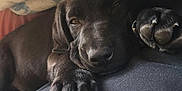 Boo a rejoint le concours — aidez-le/la à gagner de superbes lots ! carnivoran, dog, dog_breed, dog_breed_group, dog_like_mammal, labrador_retriever, puppy, snout, spaniel, sporting_group