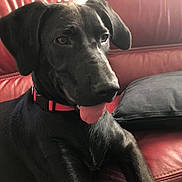 Boo participe au concours pour gagner de l'argent avec cette photo : borador, carnivoran, dog, dog_breed, dog_like_mammal, labrador_retriever, patterdale_terrier, puppy, snout, sporting_group