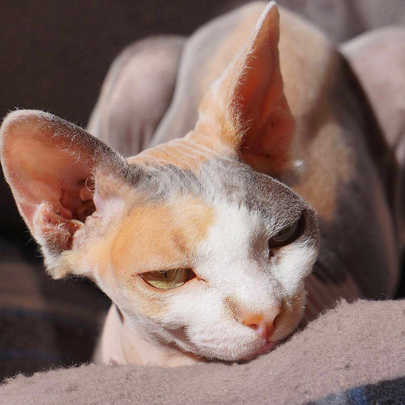 Izumi