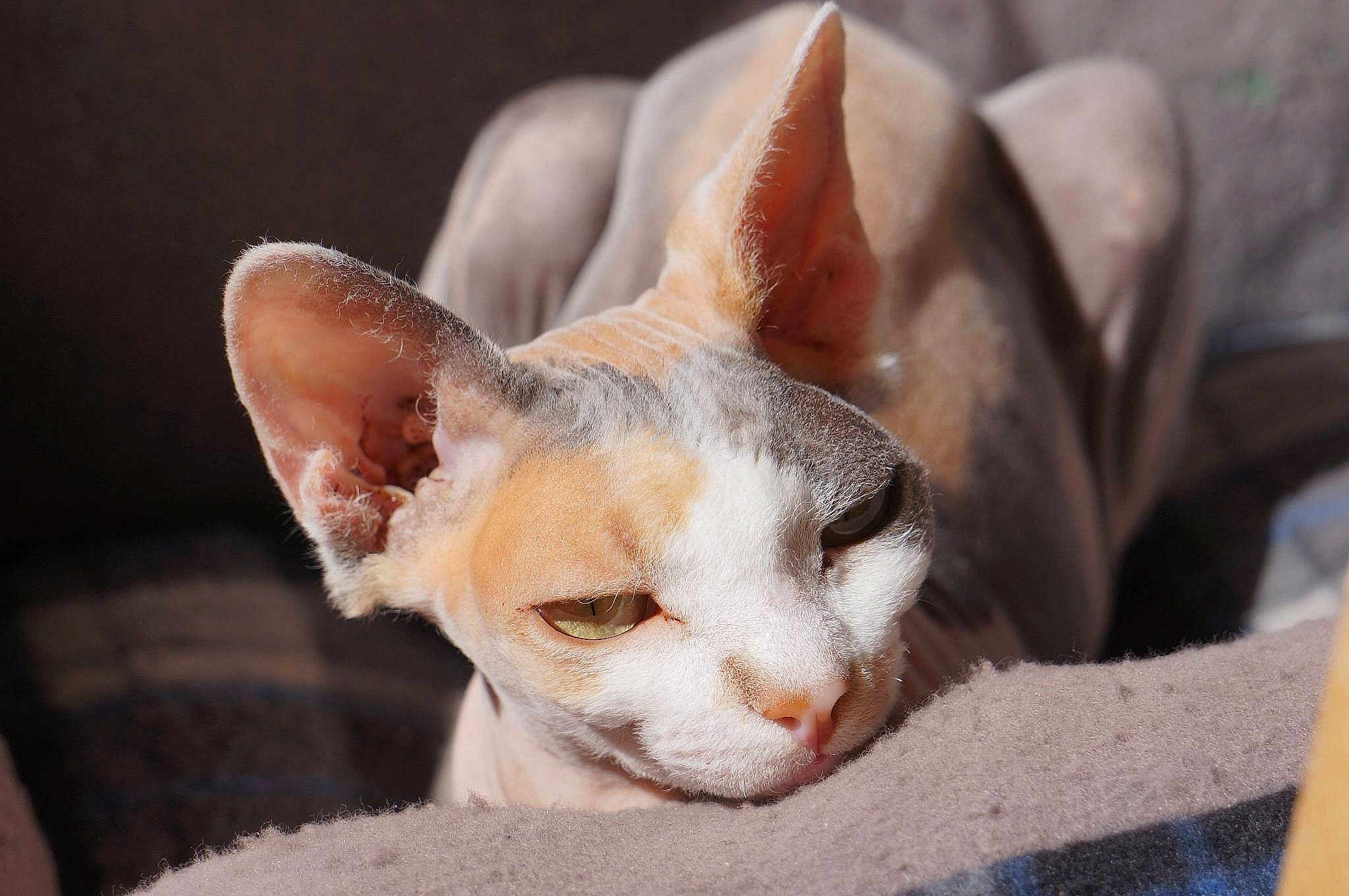 Izumi